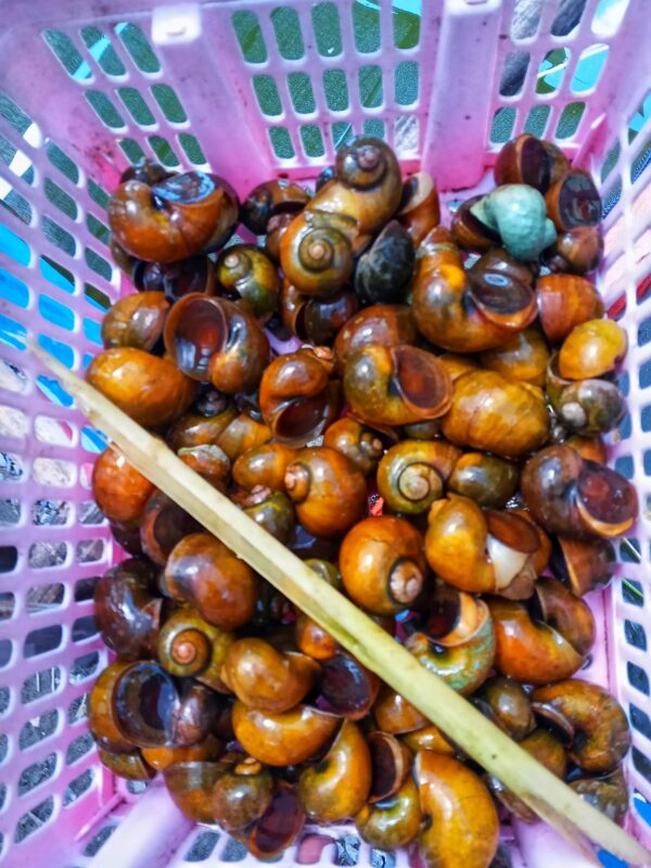 ข้าวเกรียบหอยเชอรี่สีทอง (แผ่นดิบ) - Image 3