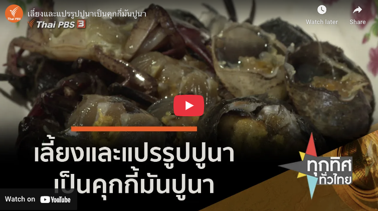 เลี้ยงและแปรรูปปูนาเป็นคุกกี้มันปูนา